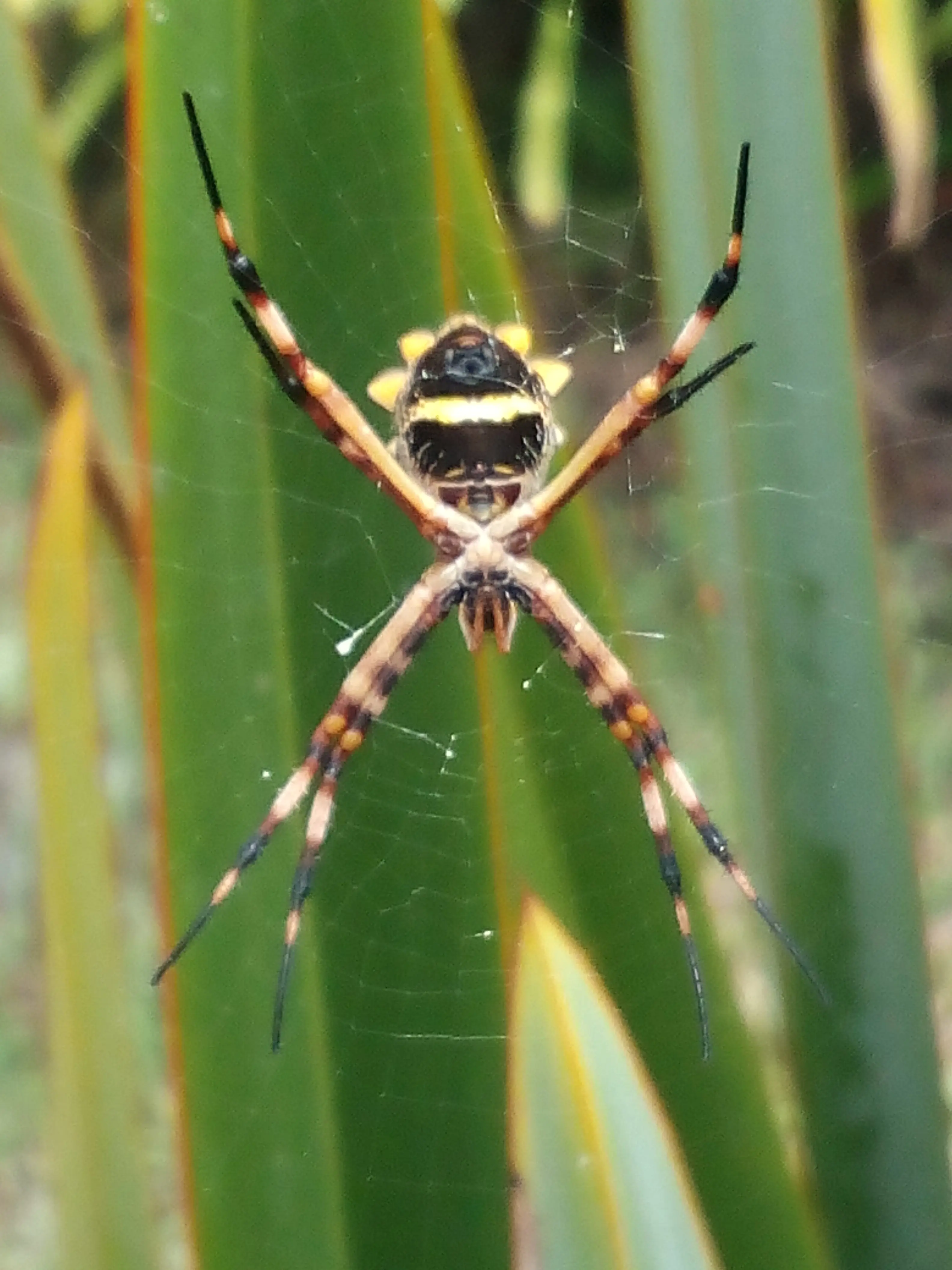 &Fotowelt - Insekten